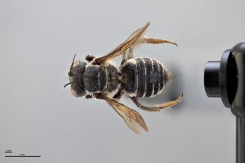 Media type: image;   Entomology 791065 Aspect: habitus dorsal view